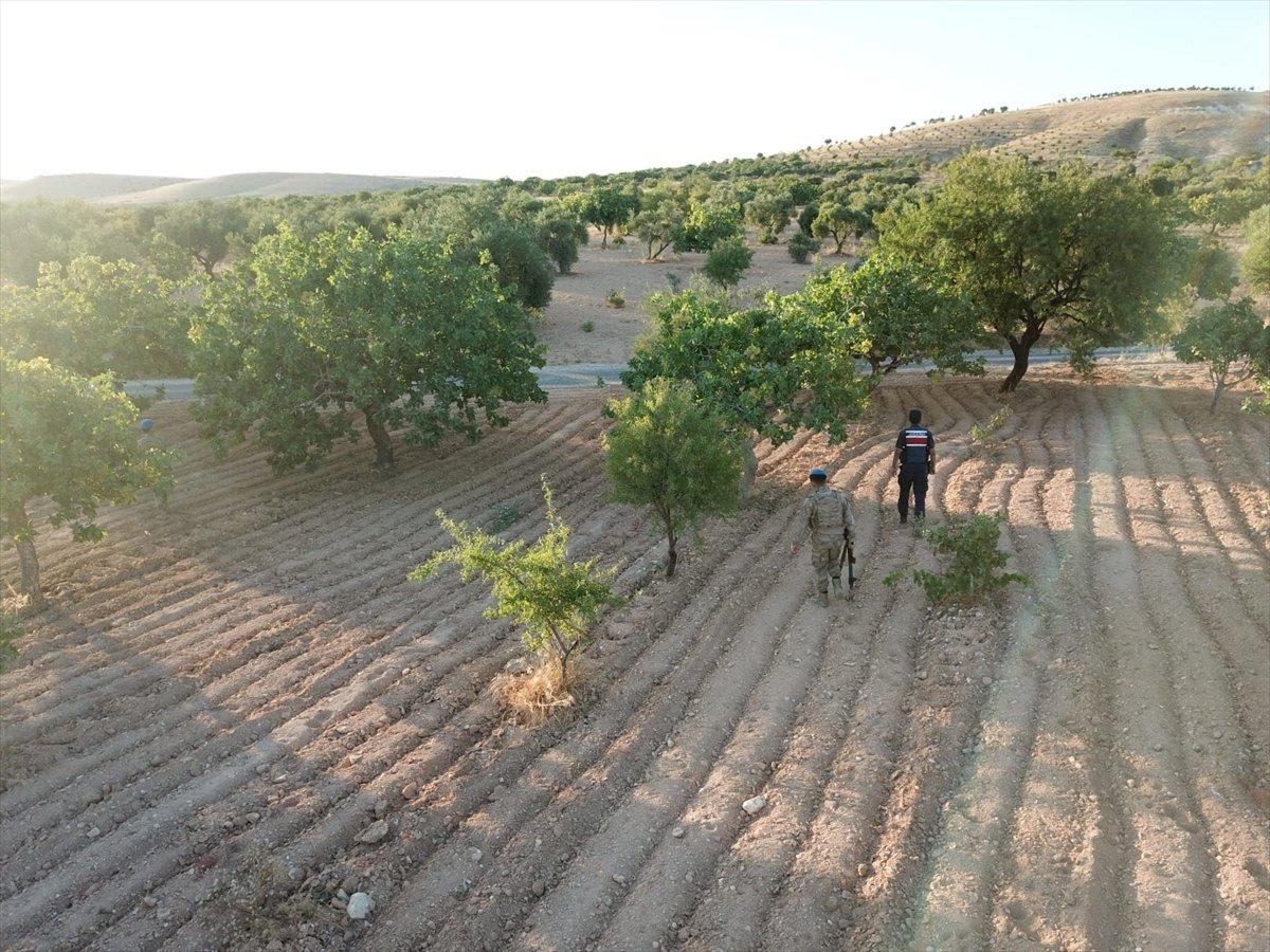 Gaziantep'te Antep fıstığı için koruma tedbirleri artırıldı