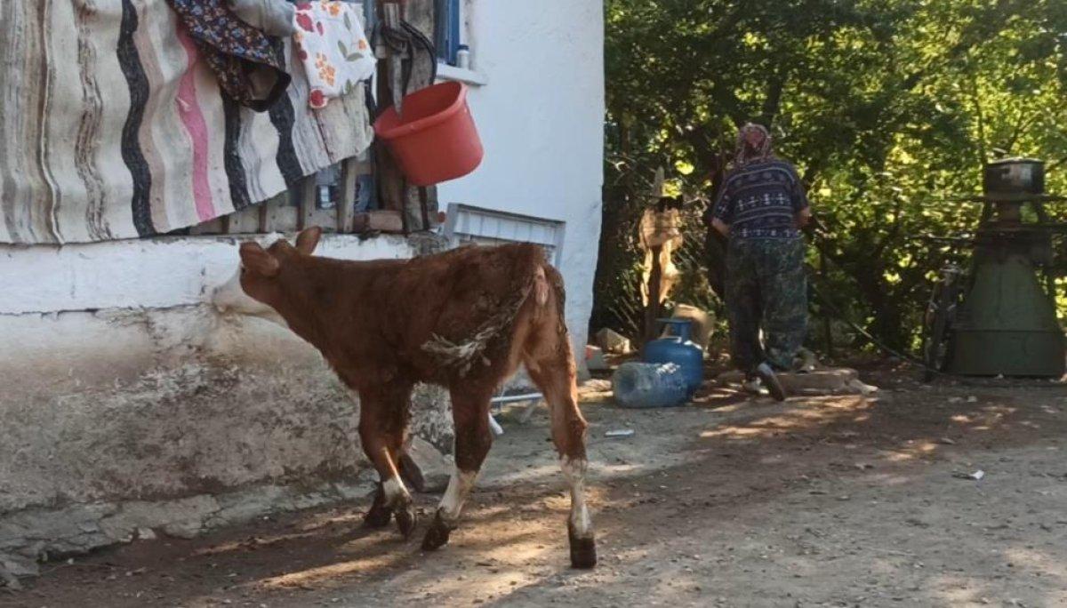 Eskişehir'de kör buzağıyı biberonla besliyorlar