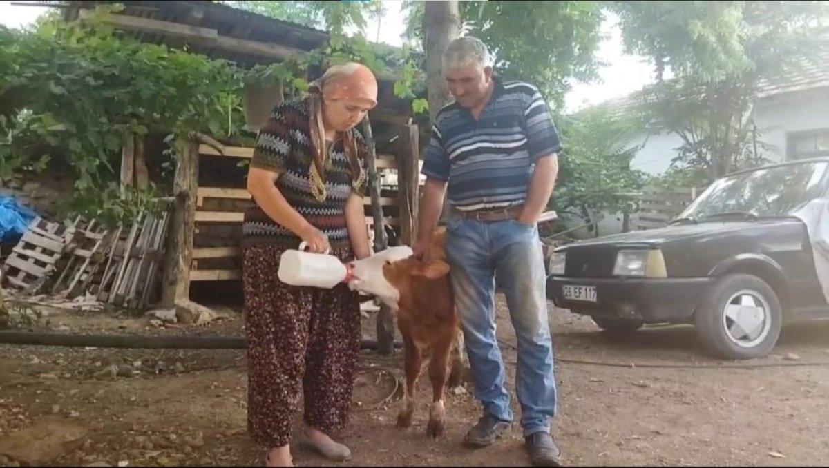 Eskişehir'de kör buzağıyı biberonla besliyorlar