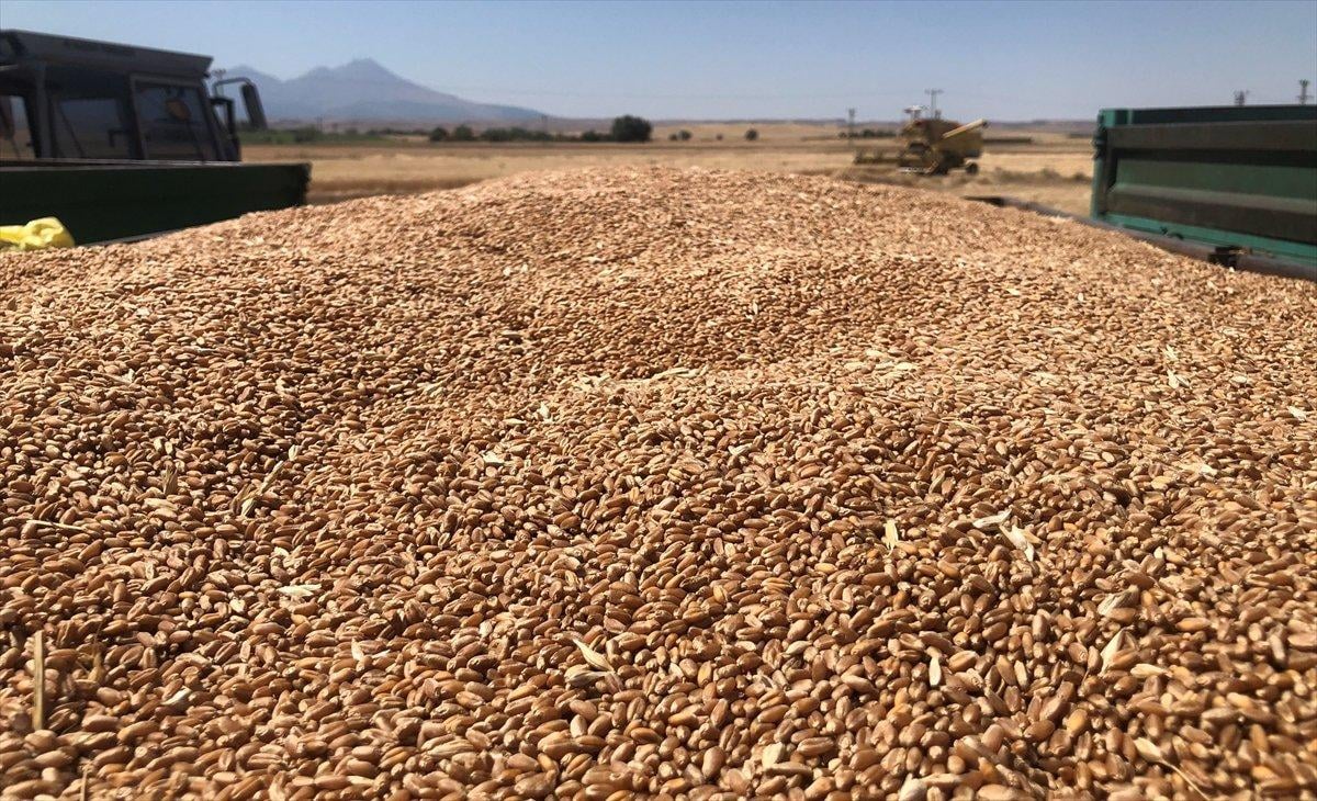 Aksaray'da yerli ve milli yeni buğday hasat edildi