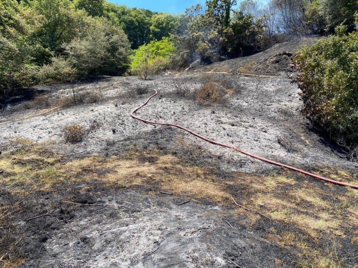 Beykoz'da ormanlık alanda yangın çıktı