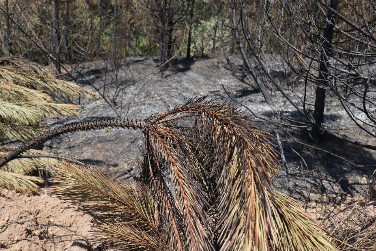 Sakarya'da çıkan orman yangınında 6 hektarlık alan zarar gördü