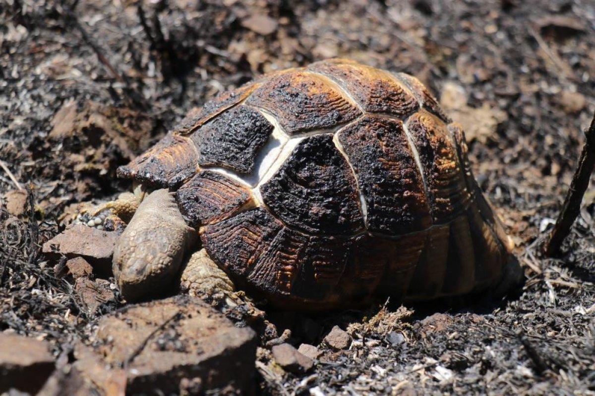 Sakarya'da çıkan orman yangınında 6 hektarlık alan zarar gördü
