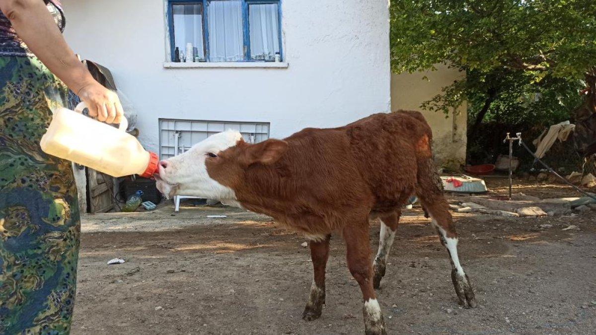 Eskişehir'de kör buzağıyı biberonla besliyorlar