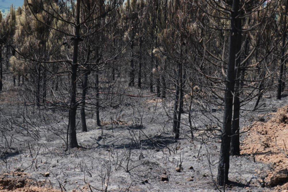 Sakarya'da çıkan orman yangınında 6 hektarlık alan zarar gördü