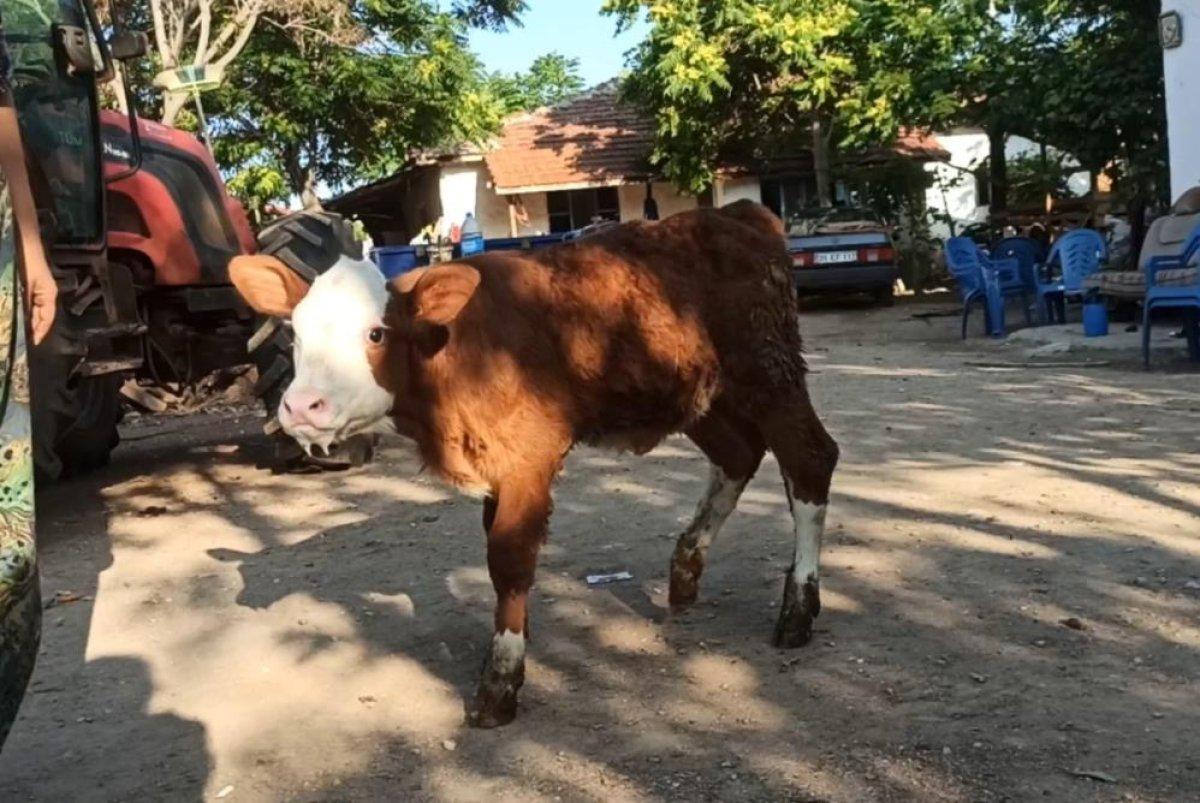 Eskişehir'de kör buzağıyı biberonla besliyorlar