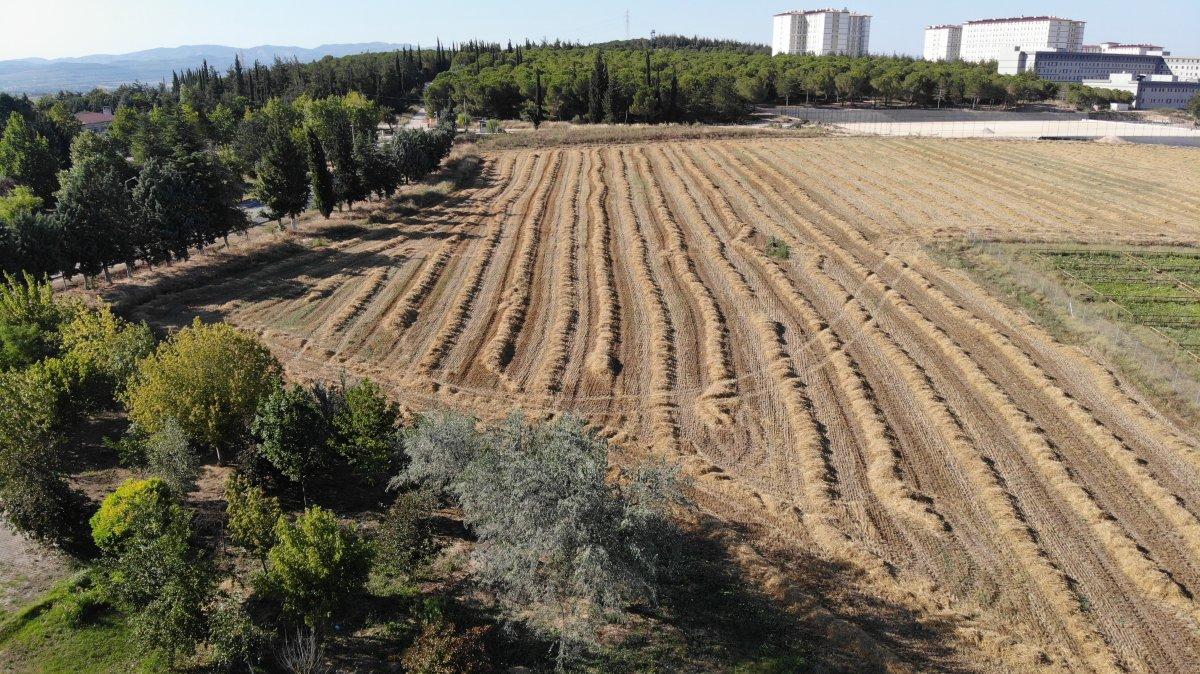 Uludağ Üniversitesi'nden 400 ton buğdayla ülke ekonomisine katkı