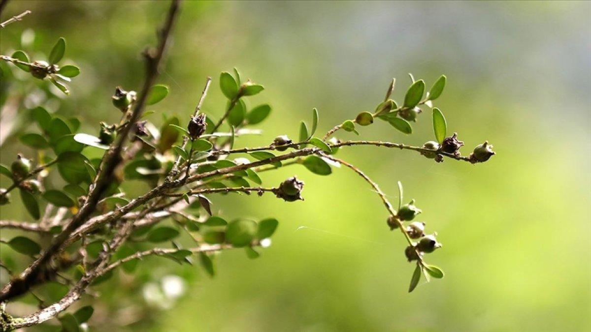 Kaçkarlar'da koruma altındaki şimşir ormanı yeniden yeşerdi