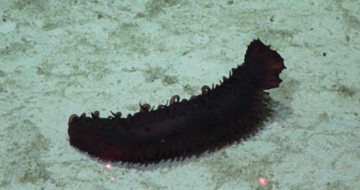 Pasifik Okyanusu'nda 30 yeni hayvan türü keşfi yapıldı