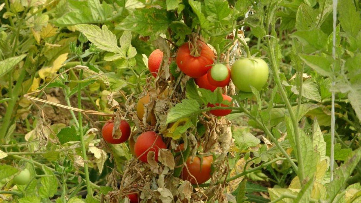 Hakkari'de 10 yıldır ürettiği sebzeleri ihtiyaç sahiplerine dağıtıyor