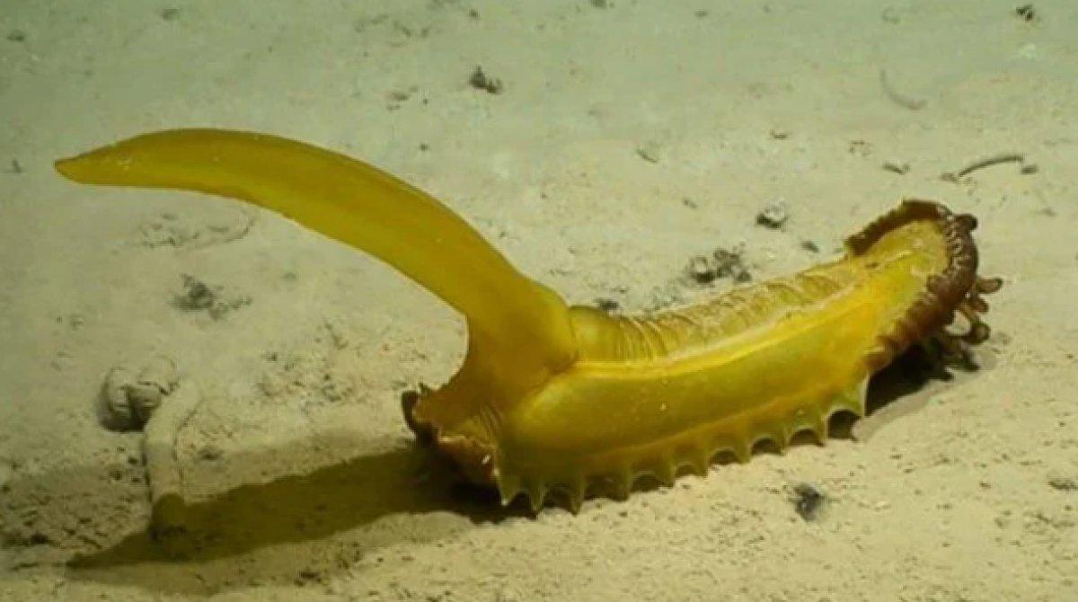 Pasifik Okyanusu'nda 30 yeni hayvan türü keşfi yapıldı