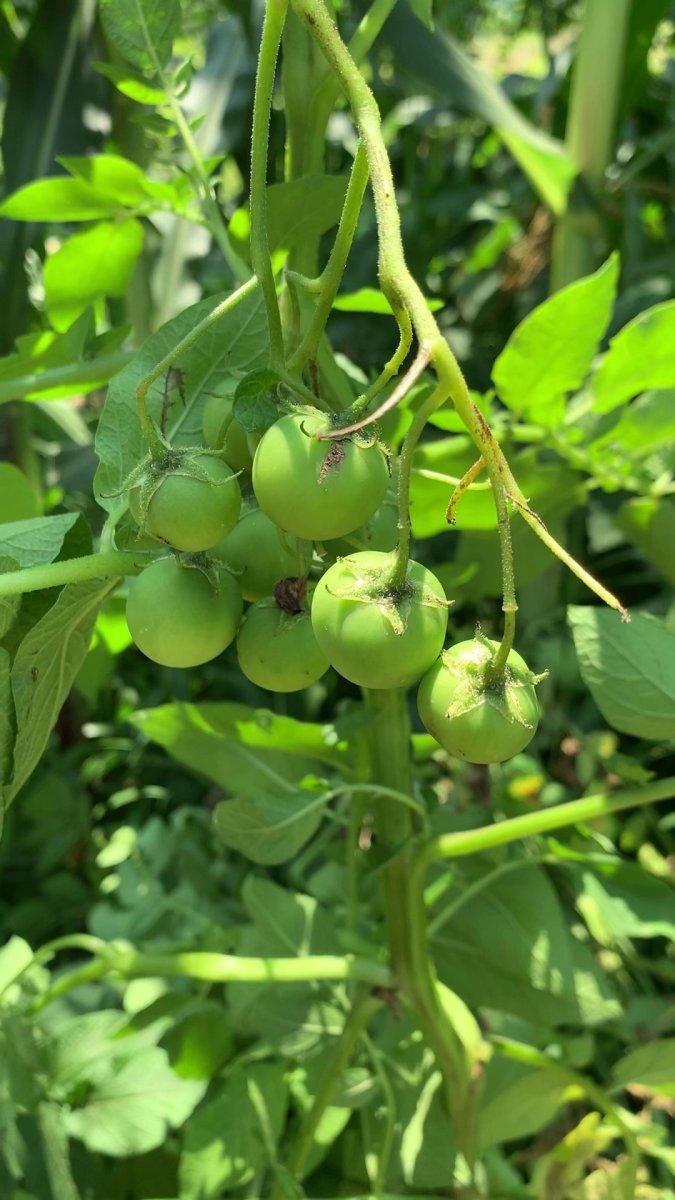 Sakarya'da tarlaya ekilen patates, domates olarak büyüdü
