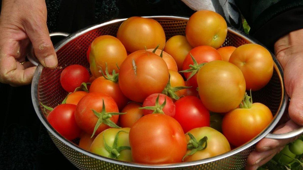 Hakkari'de 10 yıldır ürettiği sebzeleri ihtiyaç sahiplerine dağıtıyor