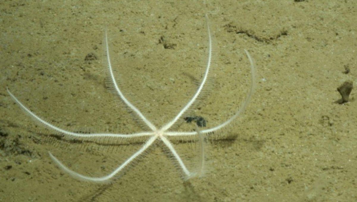 Pasifik Okyanusu'nda 30 yeni hayvan türü keşfi yapıldı