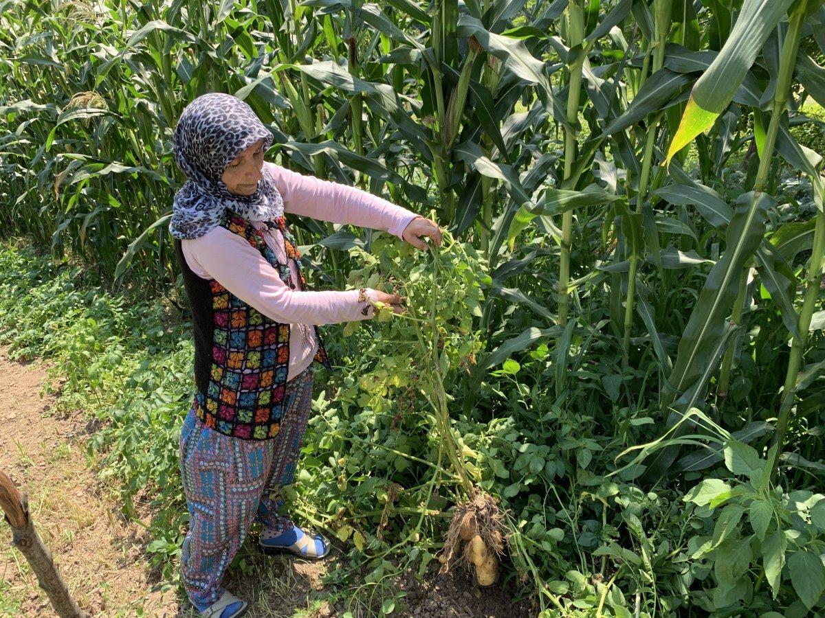 Sakarya'da tarlaya ekilen patates, domates olarak büyüdü