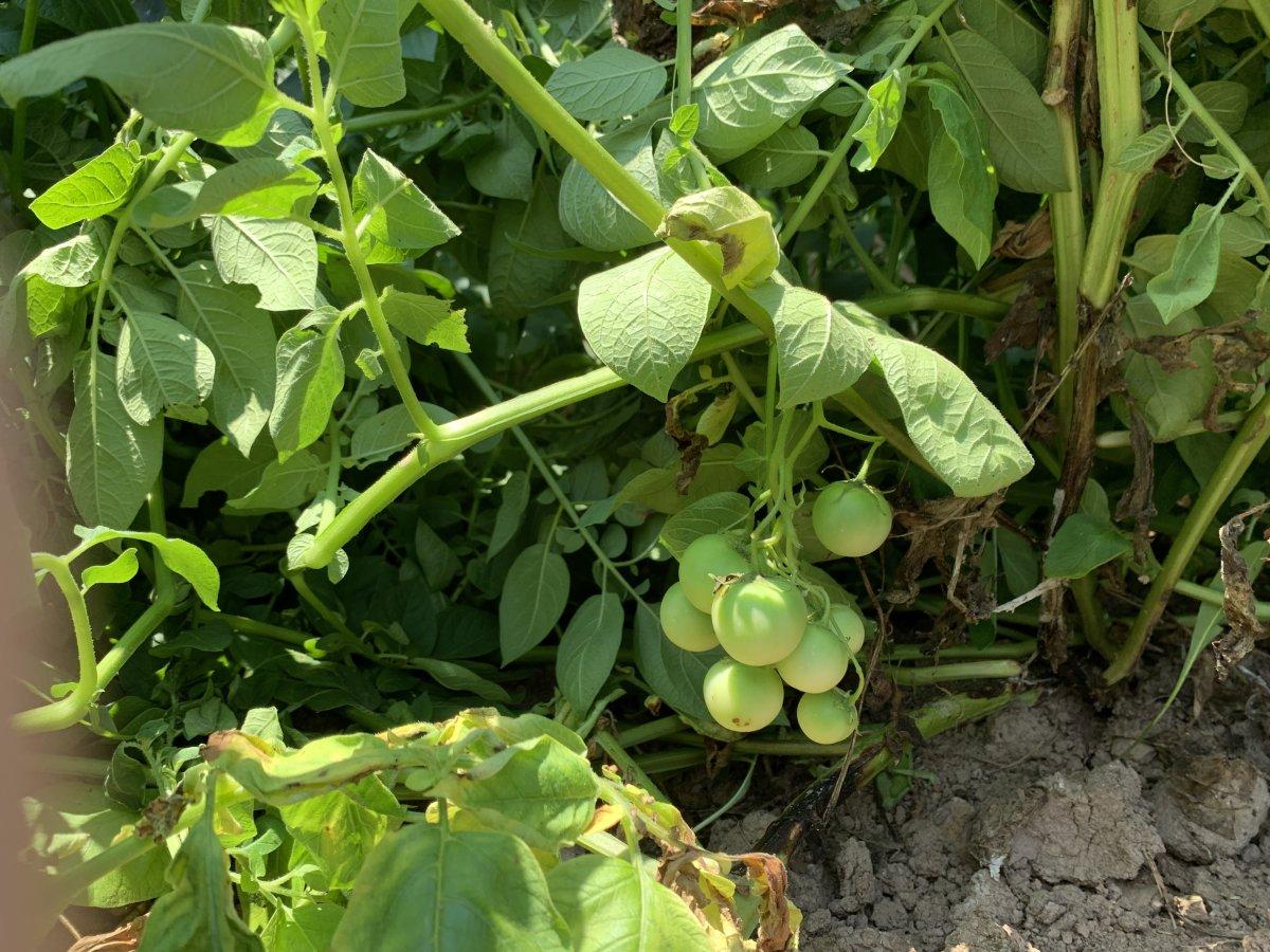 Sakarya'da tarlaya ekilen patates, domates olarak büyüdü