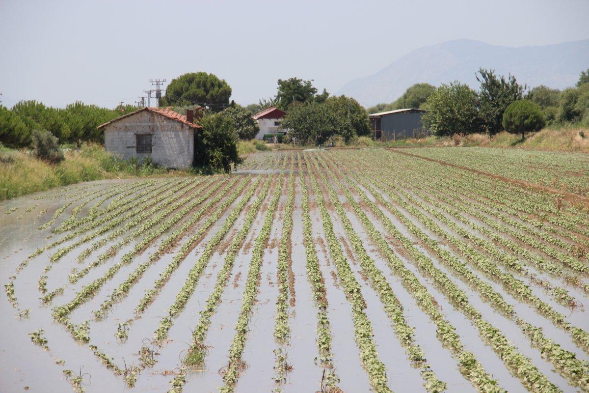 Aydın'da kuraklık nedeniyle su sıkıntısı çeken çiftçilerin bu sene yüzü gülüyor
