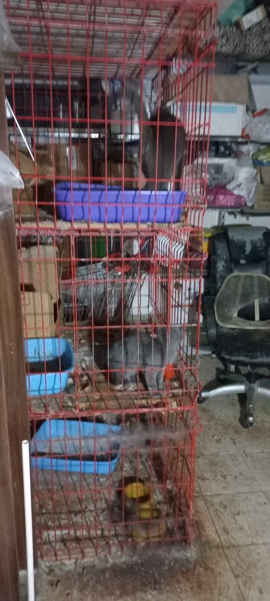 Ankara’da petshop denetiminde, merdiven altı üretime suçüstü yapıldı
