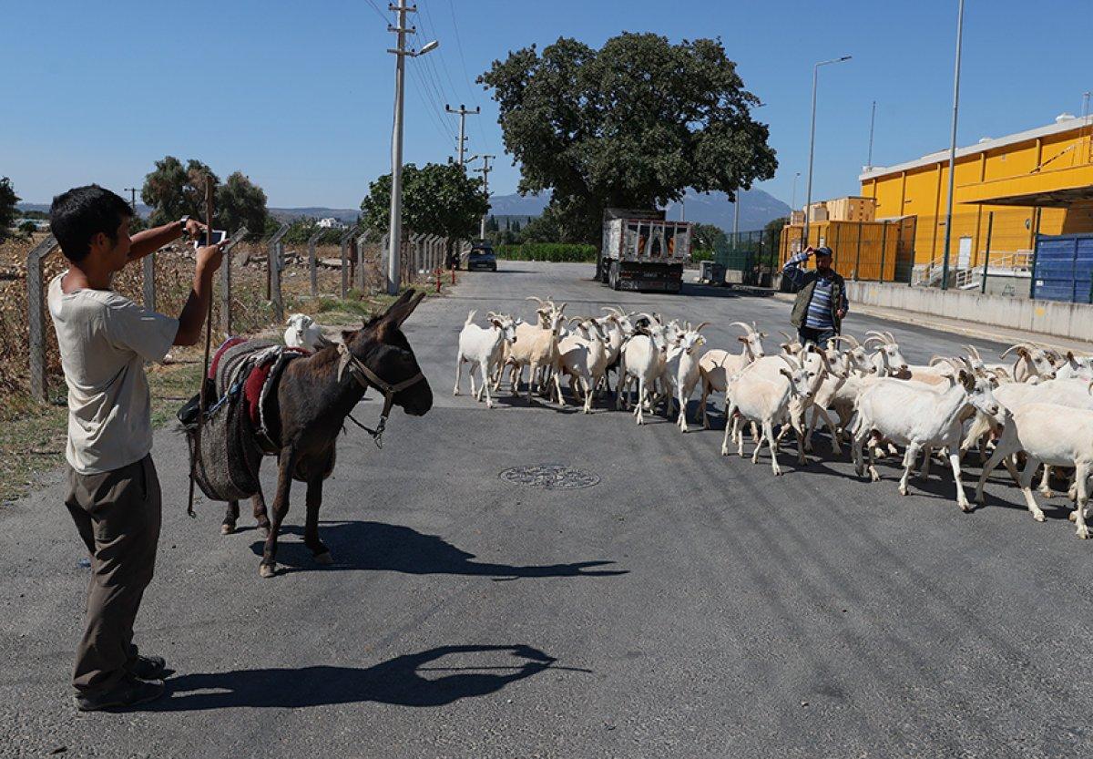 Japon turist eşekle adım adım Türkiye'yi gezdi