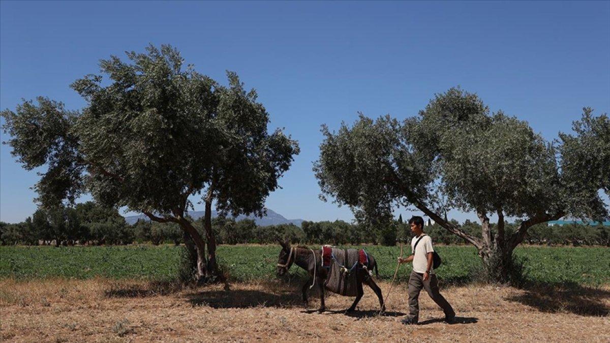 Japon turist eşekle adım adım Türkiye'yi gezdi