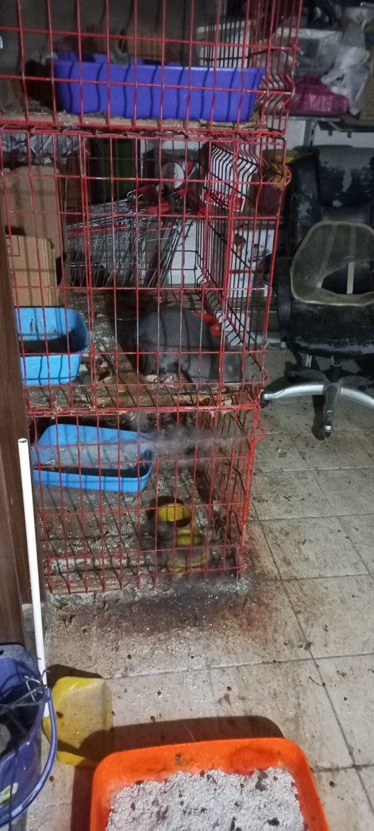 Ankara’da petshop denetiminde, merdiven altı üretime suçüstü yapıldı