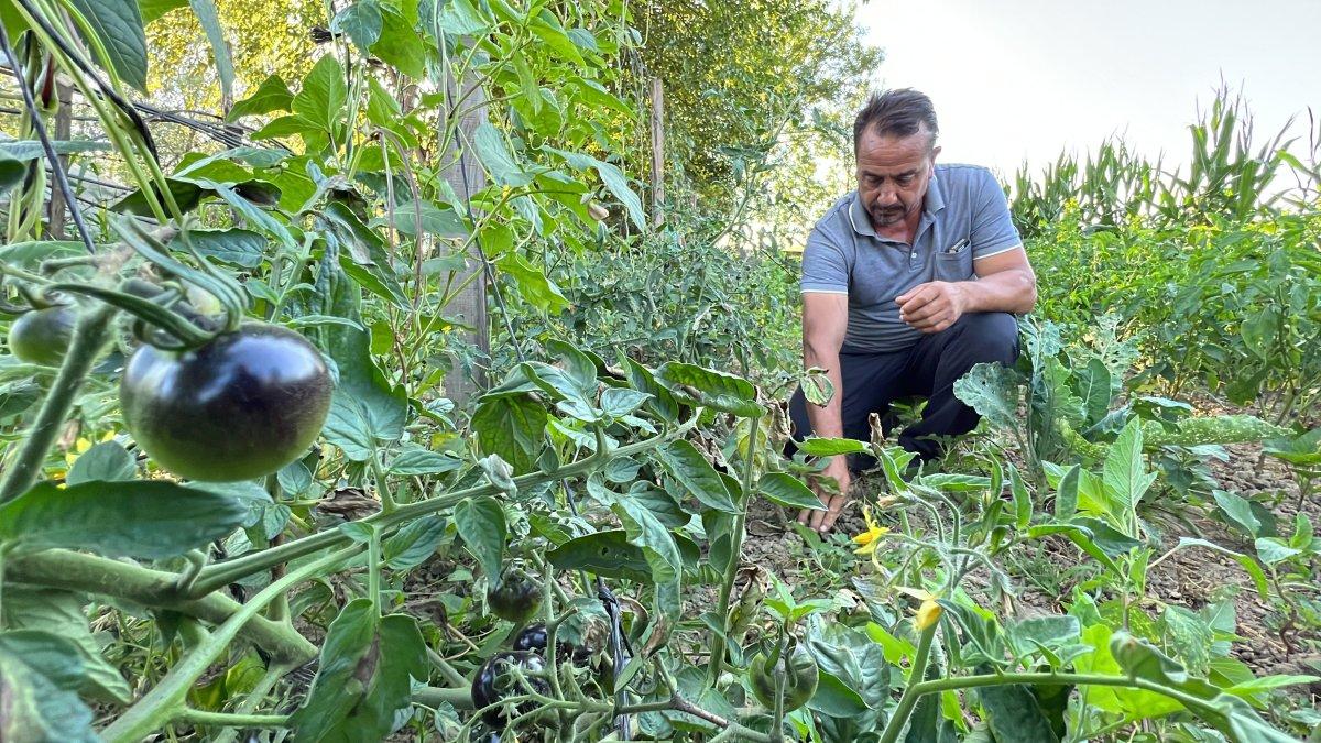 Düzde'deki üretici, siyah domates yetiştiriyor
