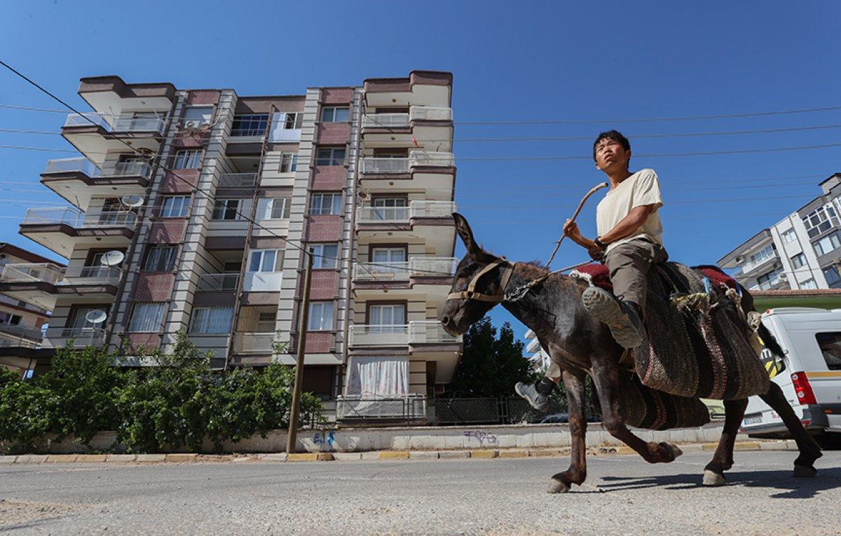 Japon turist eşekle adım adım Türkiye'yi gezdi