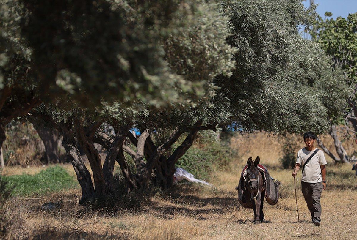 Japon turist eşekle adım adım Türkiye'yi gezdi