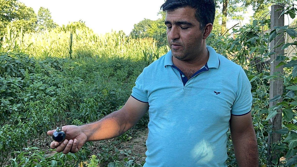 Düzde'deki üretici, siyah domates yetiştiriyor