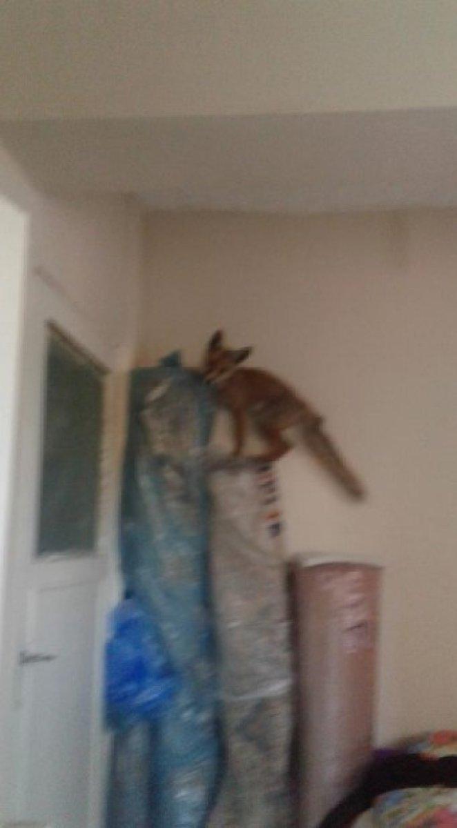 Karabük'te bir eve tilki girdi