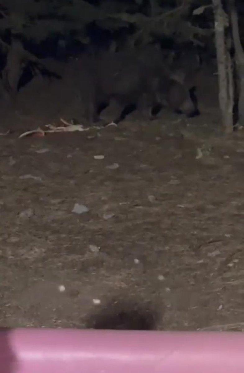 Bursa'da karşısına çıkan ayıyla sakince konuşan adam herkesi şaşırttı