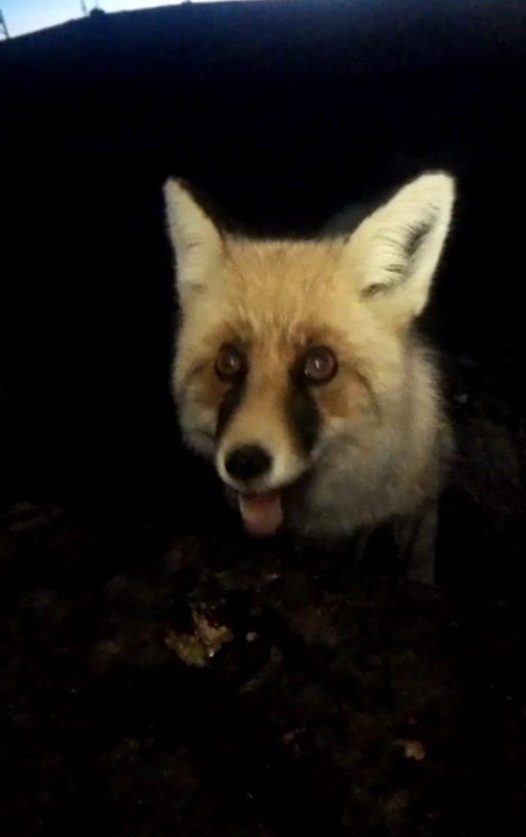 Ardahan'da her gün bakımevine gelen tilkiyi elleriyle besliyor