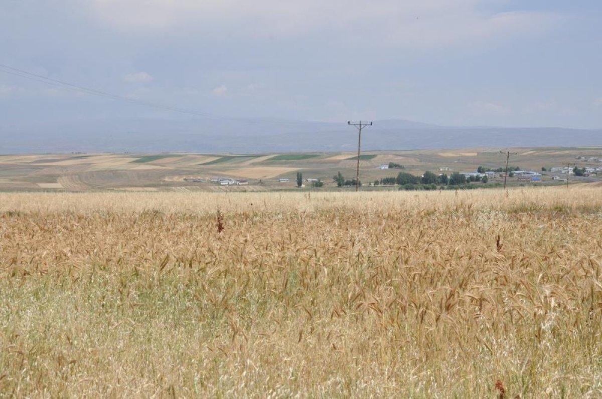 Kars’ta tarlalarda yüzde 100'lük rekolte artışı yaşandı