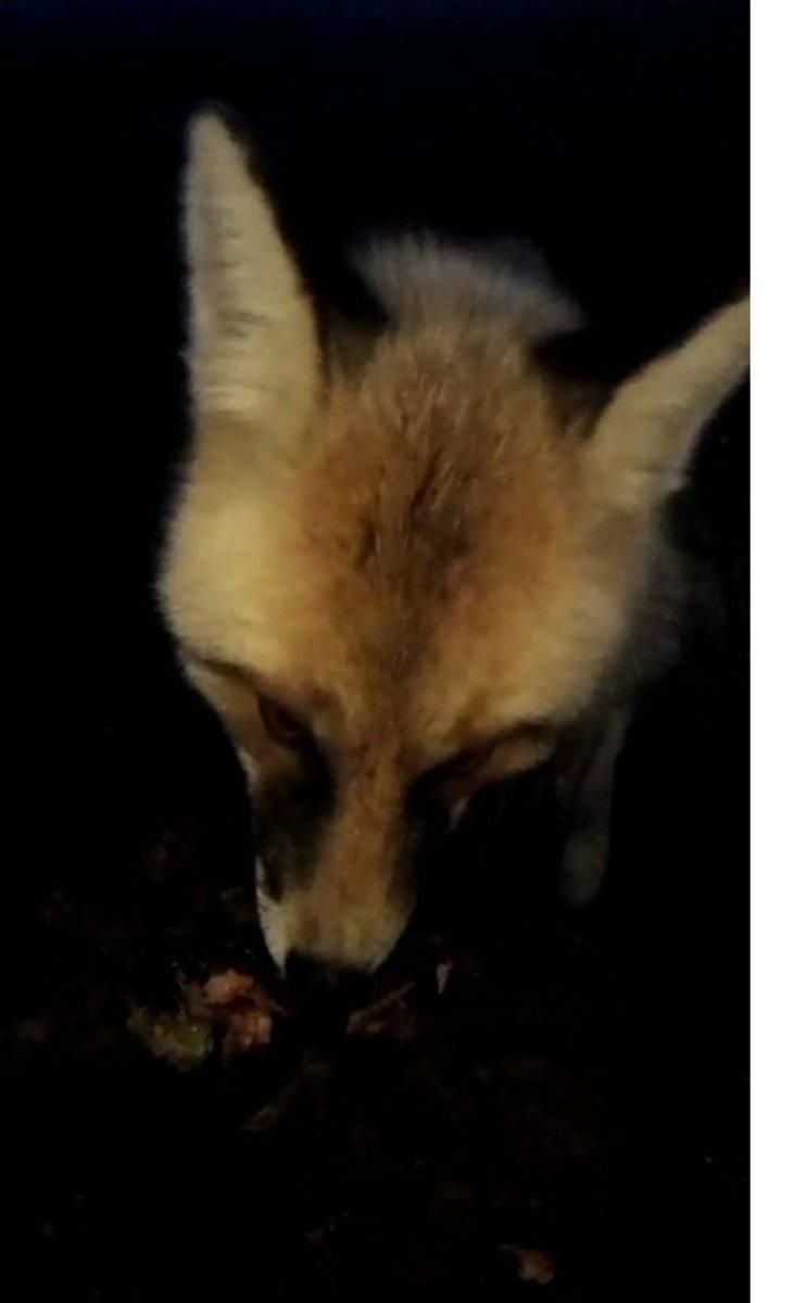 Ardahan'da her gün bakımevine gelen tilkiyi elleriyle besliyor