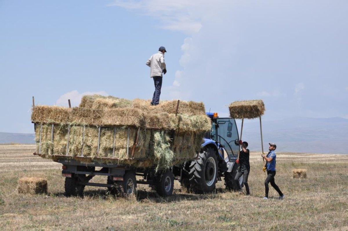 Kars’ta tarlalarda yüzde 100'lük rekolte artışı yaşandı