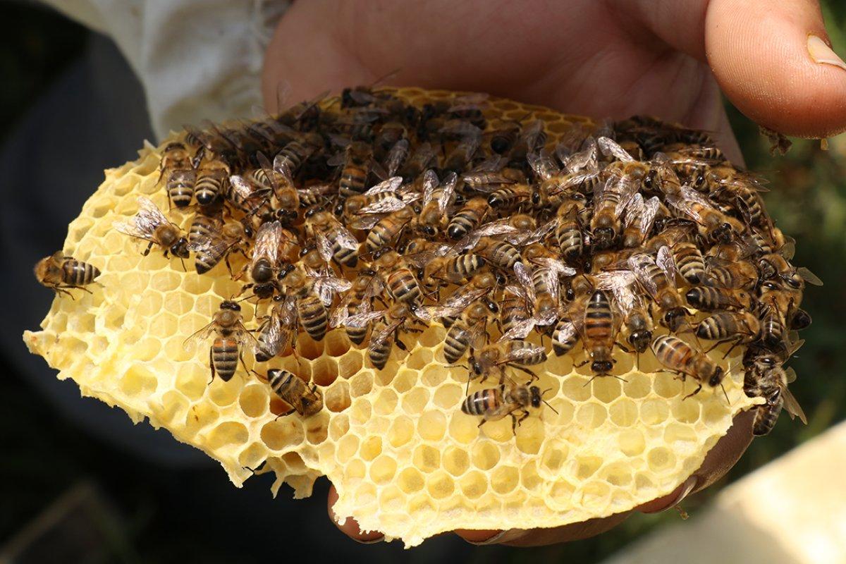 Yalova'da başlayan bal yolculuğu Tekirdağ'da tamamlandı