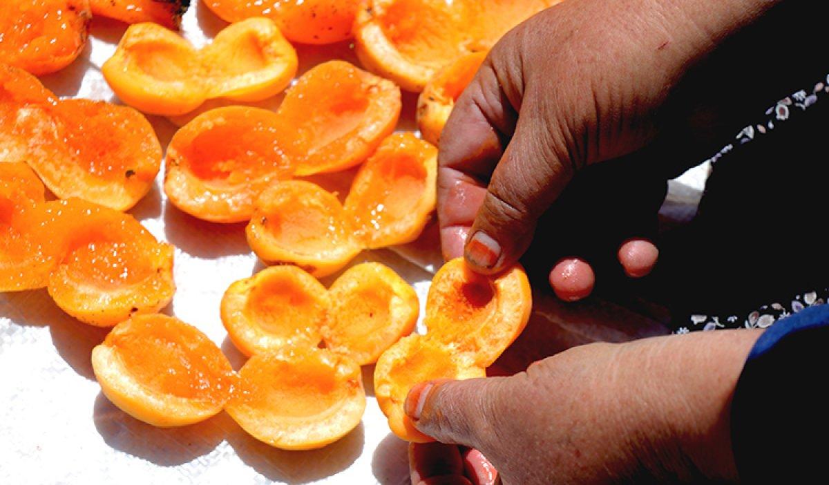 Kayseri'de damda kayısı kurutma telaşı başladı