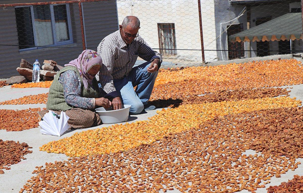 Kayseri'de damda kayısı kurutma telaşı başladı
