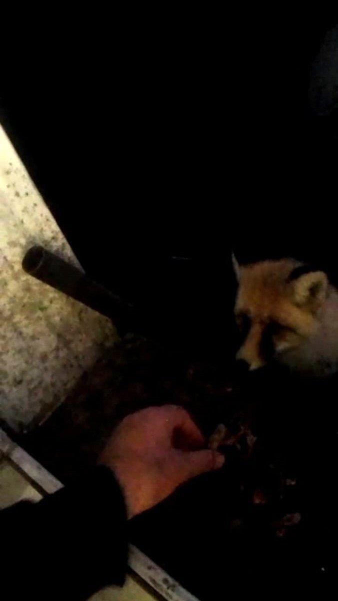 Ardahan'da her gün bakımevine gelen tilkiyi elleriyle besliyor