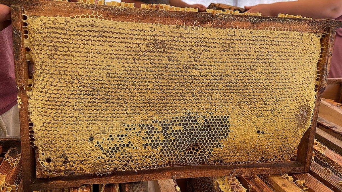 Yalova'da başlayan bal yolculuğu Tekirdağ'da tamamlandı