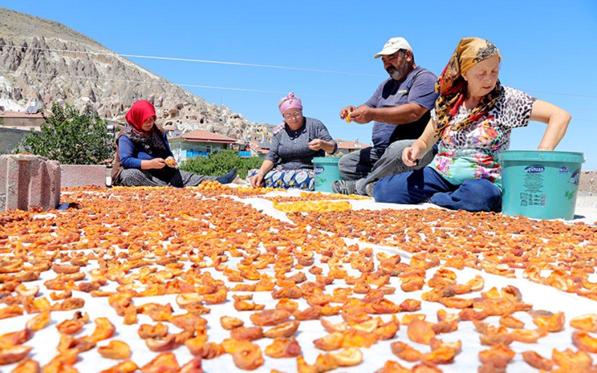 Kayseri'de damda kayısı kurutma telaşı başladı