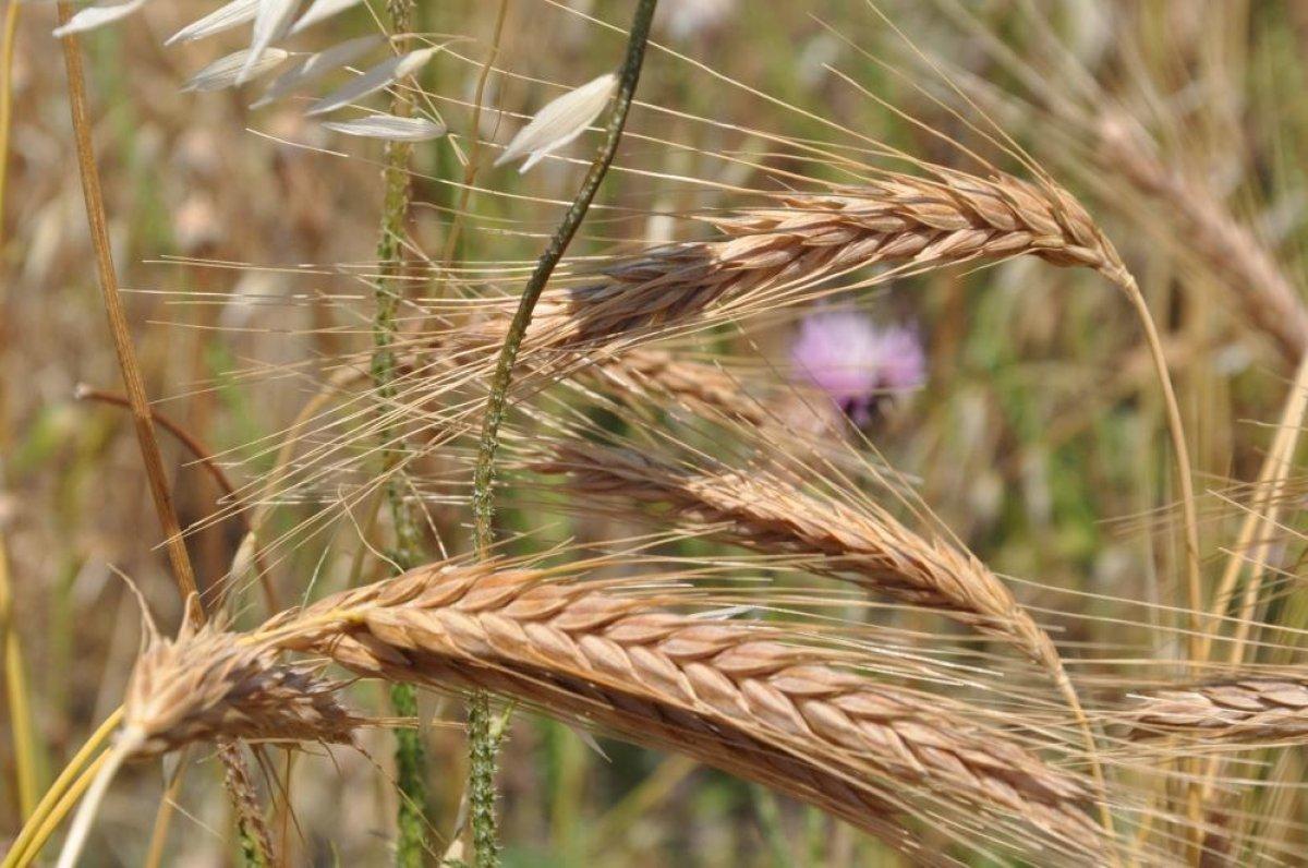 Kars’ta tarlalarda yüzde 100'lük rekolte artışı yaşandı