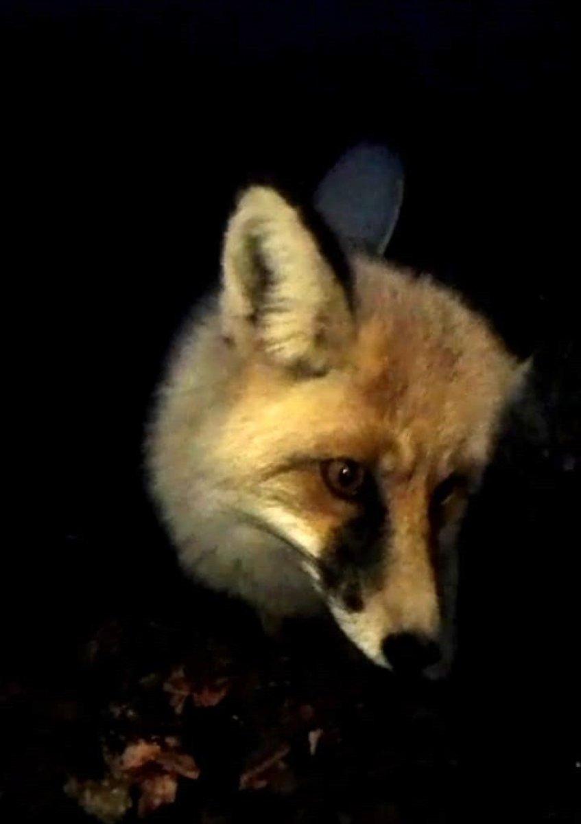 Ardahan'da her gün bakımevine gelen tilkiyi elleriyle besliyor