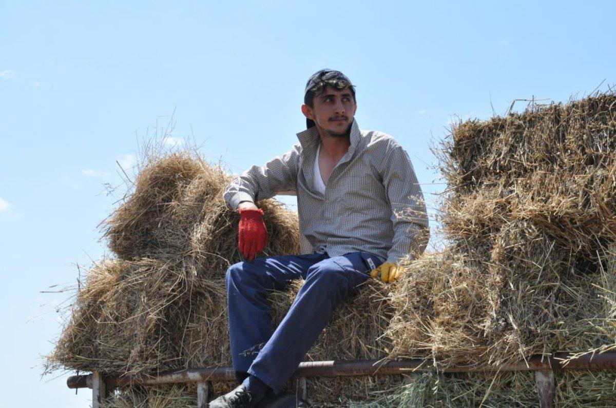 Kars’ta tarlalarda yüzde 100'lük rekolte artışı yaşandı