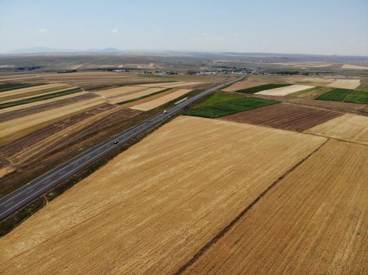 Kars’ta tarlalarda yüzde 100'lük rekolte artışı yaşandı