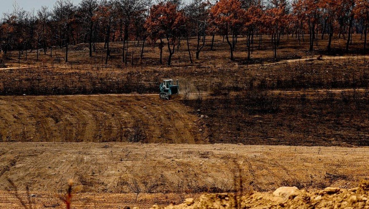 Yanan ormanların eski haline dönmesi 60 yılı bulabiliyor
