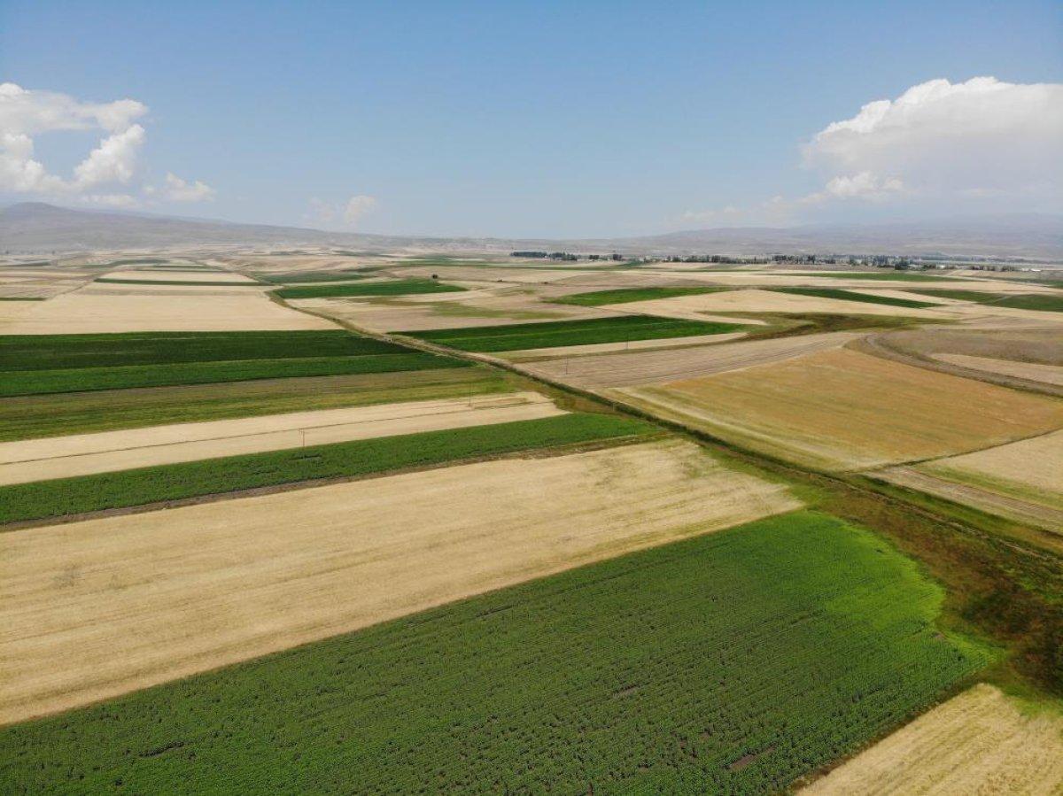 Kars’ta tarlalarda yüzde 100'lük rekolte artışı yaşandı