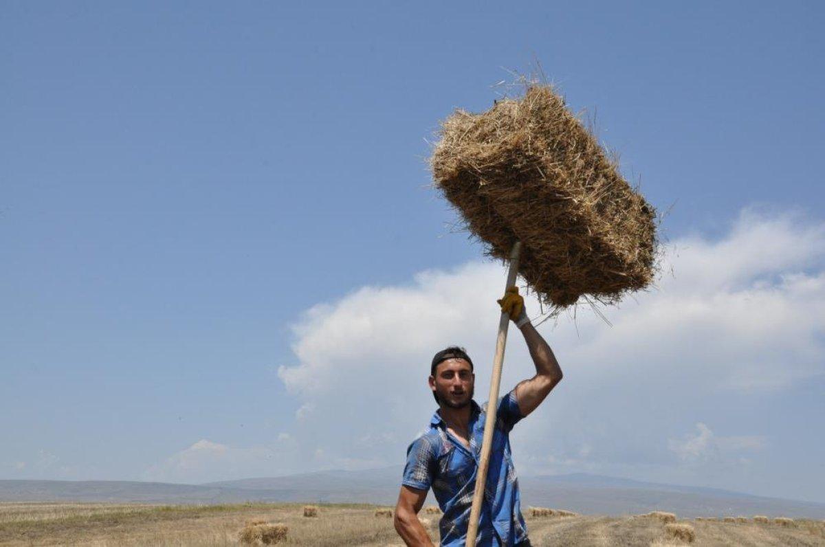 Kars’ta tarlalarda yüzde 100'lük rekolte artışı yaşandı