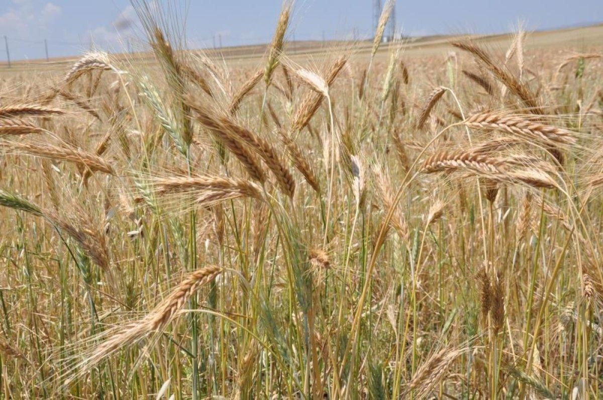 Kars’ta tarlalarda yüzde 100'lük rekolte artışı yaşandı