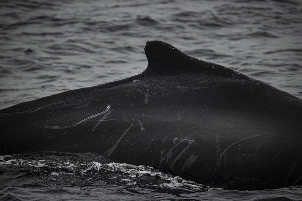 İklim değişikliği kutup canlılarının yaşamını tehdit ediyor